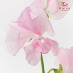 Sweet Pea Light Pink / 10 Stems - Pudu Ria Florist Southern