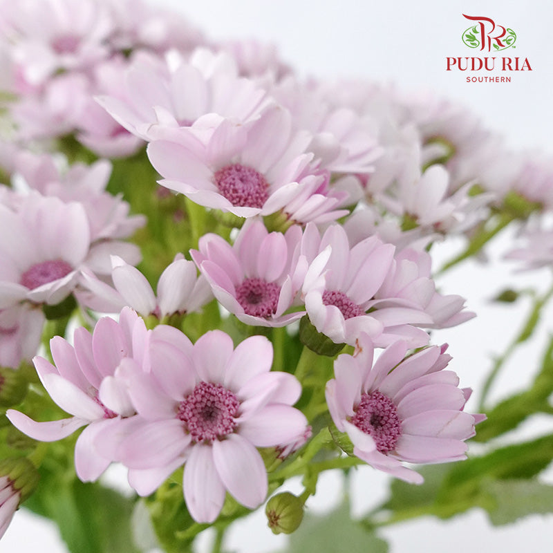 Pericallis Light Pink - Pudu Ria Florist Southern