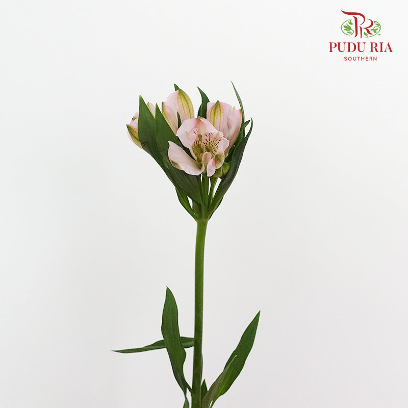 Alstroemeria Light Pink (9-10 Stems) - Pudu Ria Florist Southern