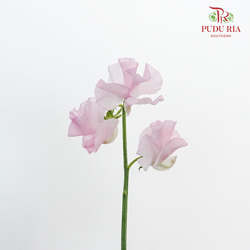 Sweet Pea Light Pink / 10 Stems - Pudu Ria Florist Southern