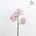 Sweet Pea Light Pink / 10 Stems - Pudu Ria Florist Southern