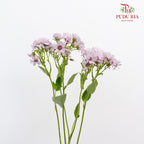Pericallis Light Pink - Pudu Ria Florist Southern