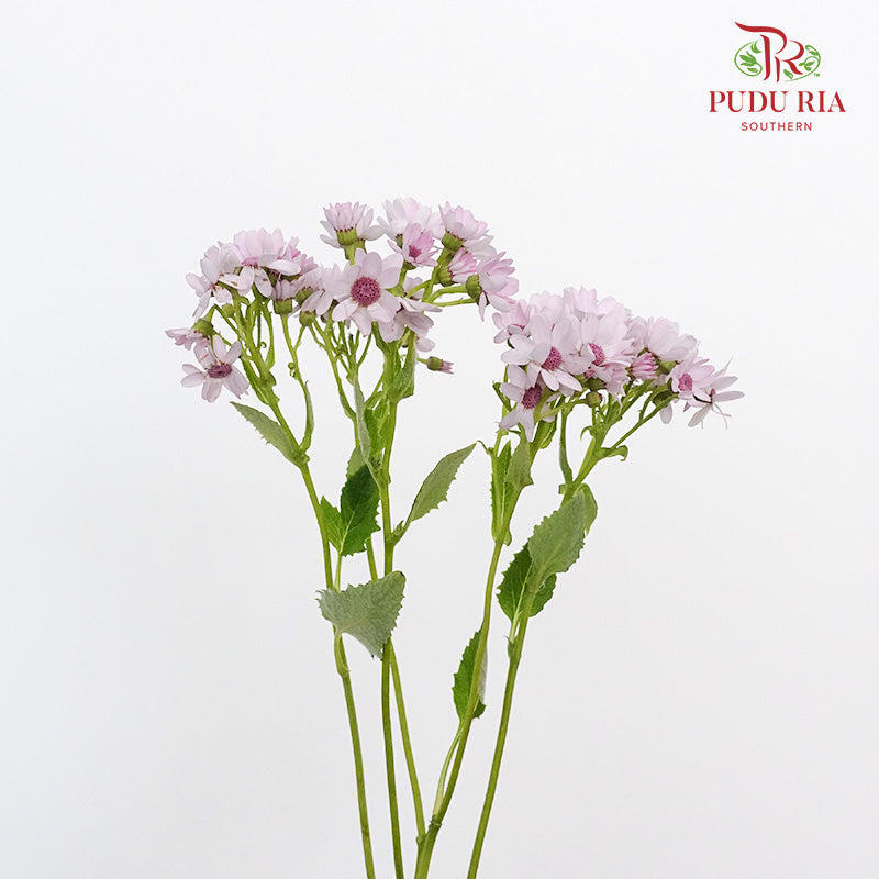 Pericallis Light Pink - Pudu Ria Florist Southern