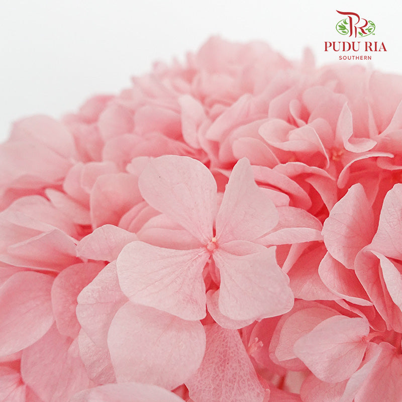 Preservative Hydrangea -Light Pink / Per Stem - Pudu Ria Florist Southern