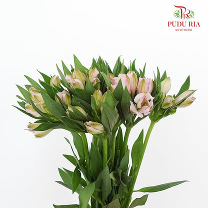 Alstroemeria Light Pink (9-10 Stems) - Pudu Ria Florist Southern