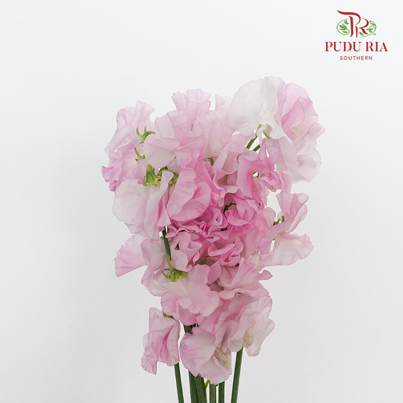 Sweet Pea Light Pink / 10 Stems - Pudu Ria Florist Southern