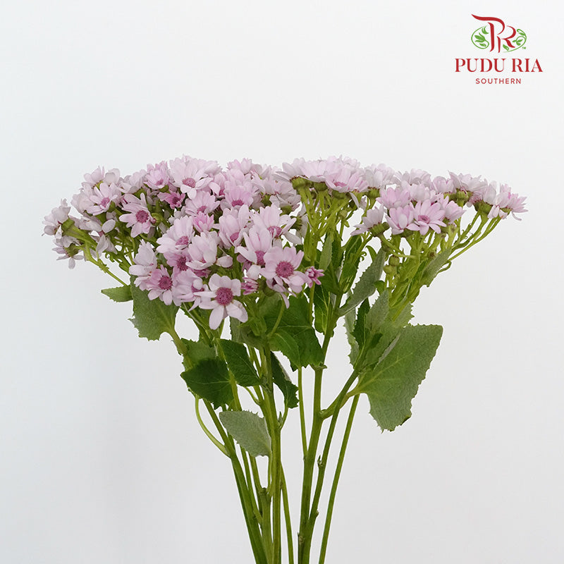 Pericallis Light Pink - Pudu Ria Florist Southern