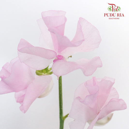 Sweet Pea Light Pink / 10 Stems - Pudu Ria Florist Southern