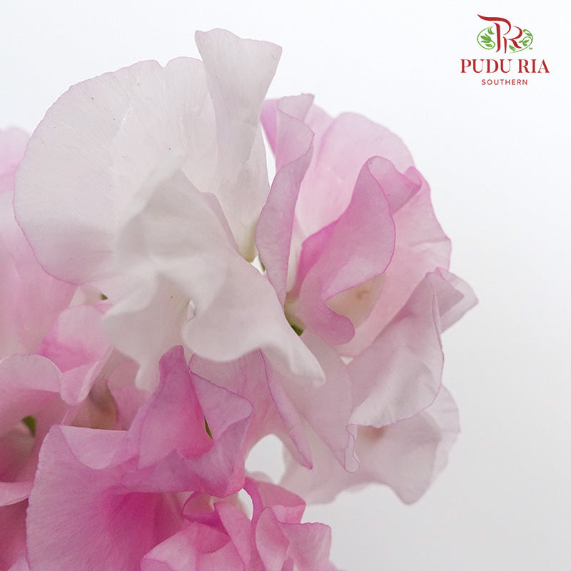 Sweet Pea Light Pink / 10 Stems - Pudu Ria Florist Southern
