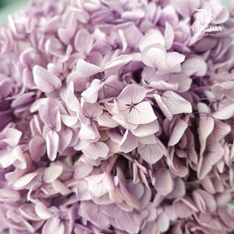 Preservative Hydrangea - Light Purple / Per Stem - Pudu Ria Florist Southern