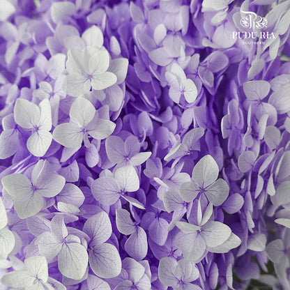 Preservative Hydrangea - Two Toned Light Purple / Per Stem - Pudu Ria Florist Southern
