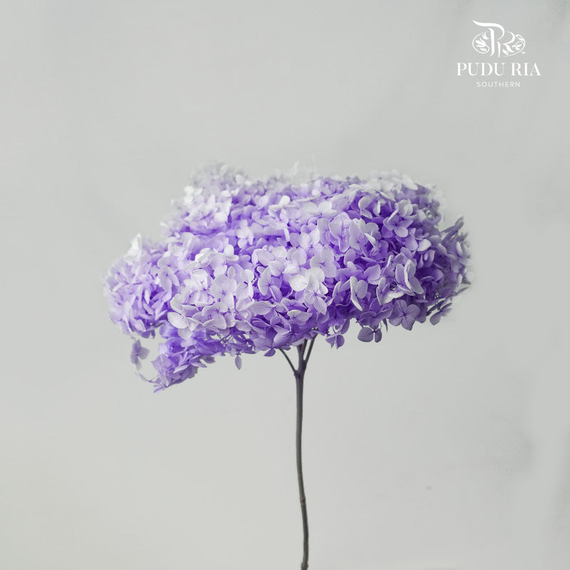 Preservative Hydrangea - Two Toned Light Purple / Per Stem