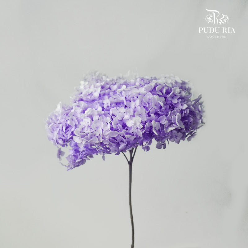 Preservative Hydrangea - Two Toned Light Purple / Per Stem - Pudu Ria Florist Southern