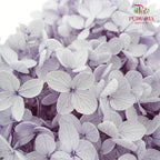 Preservative Hydrangea - Lilac ( Long Shape ) / Per Stem - Pudu Ria Florist Southern