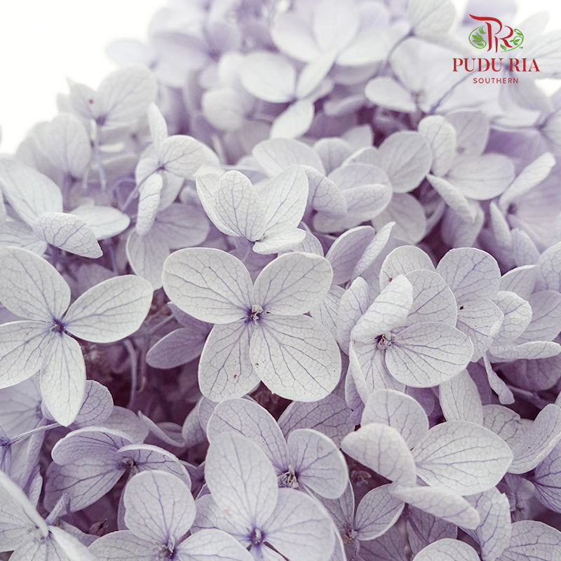 Preservative Hydrangea - Lilac ( Long Shape ) / Per Stem - Pudu Ria Florist Southern
