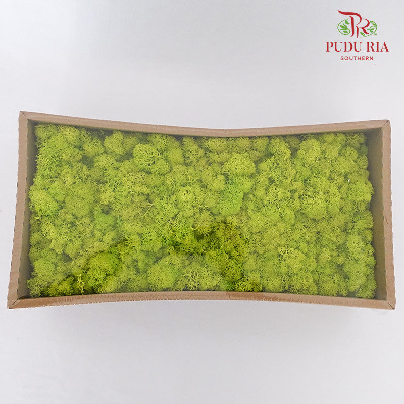 Preservative Reindeer Moss - Lime Green - Pudu Ria Florist Southern