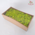 Preservative Reindeer Moss - Lime Green - Pudu Ria Florist Southern