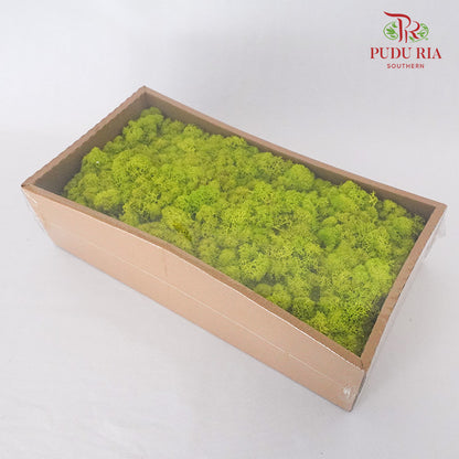 Preservative Reindeer Moss - Lime Green - Pudu Ria Florist Southern