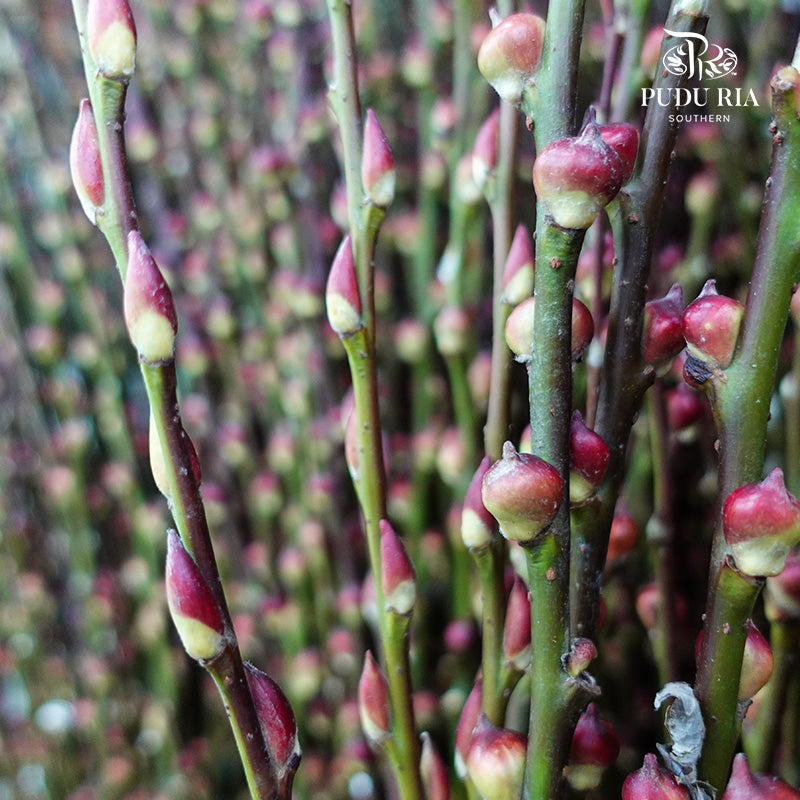 狮头银柳 Pussy Willow Lion Head (6ft) - 12 stems - Pudu Ria Florist Southern