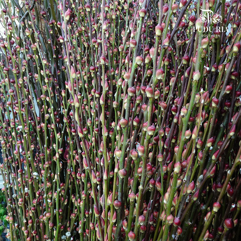 狮头银柳 Pussy Willow Lion Head (6ft) - 12 stems - Pudu Ria Florist Southern