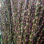 狮头银柳 Pussy Willow Lion Head (6ft) - 12 stems - Pudu Ria Florist Southern