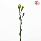 Carnation Spray Yellow (18-20 Stems) - Pudu Ria Florist Southern