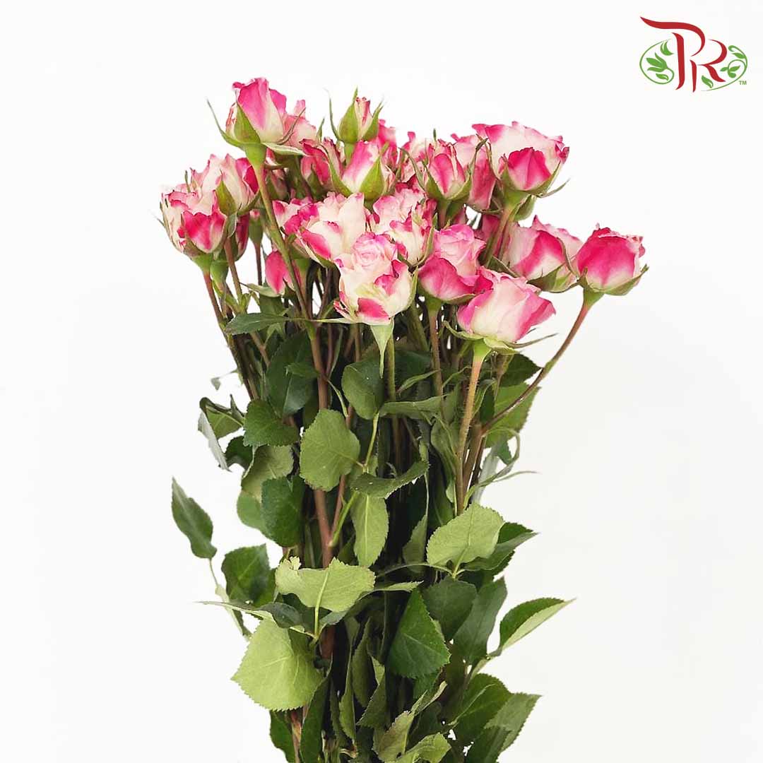Rose Spray Reflex (8-10 Stems) - Pudu Ria Florist Southern