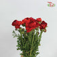 Ranunculus Red (8 - 10 Stems)