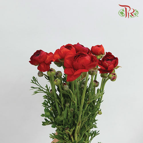 Ranunculus Red (8 - 10 Stems) - Pudu Ria Florist Southern