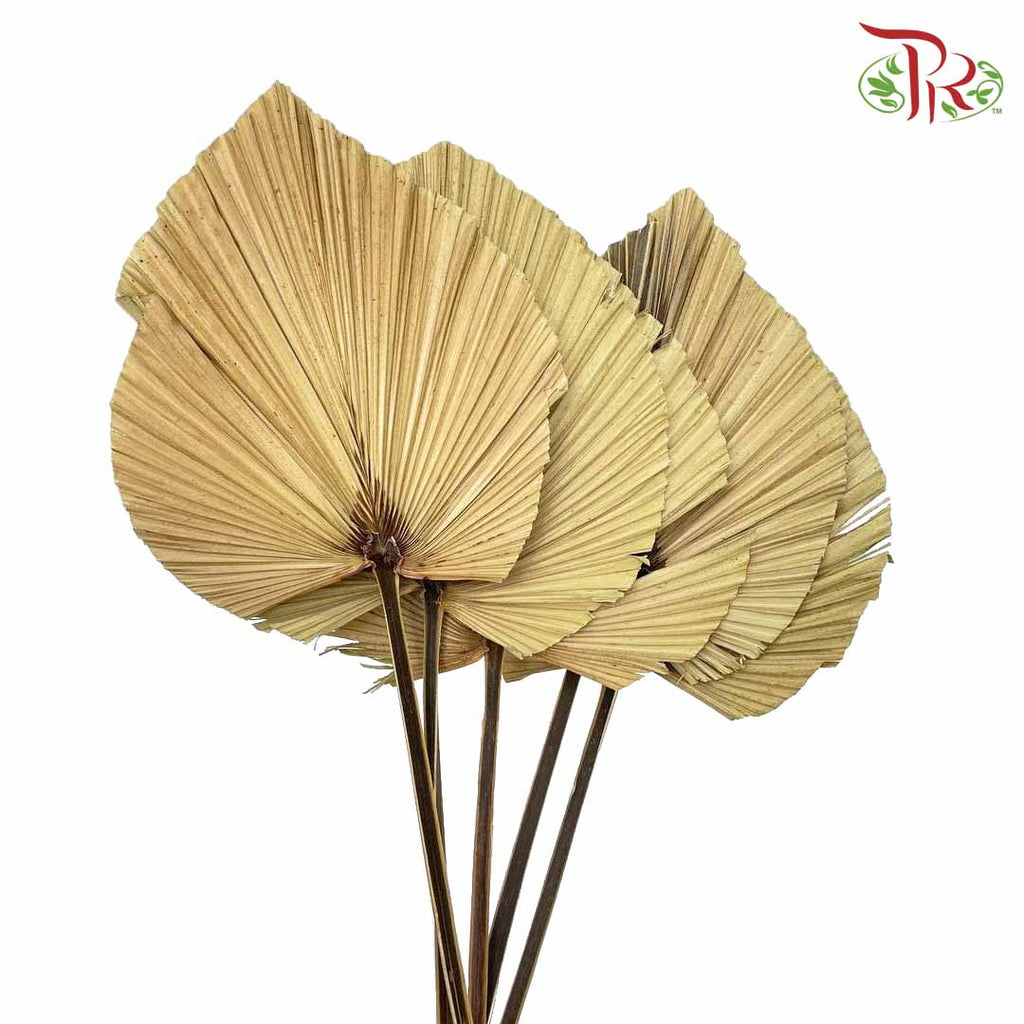 Livistone Dry Cut (XL) - Pudu Ria Florist Southern