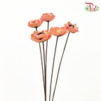 Dry Corn Poppy - Peach - Pudu Ria Florist Southern