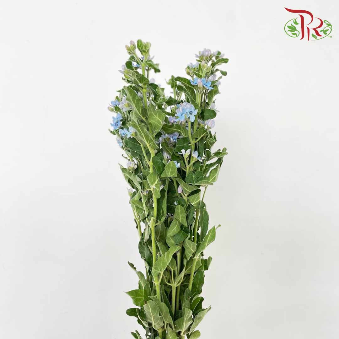 Oxypetalum Blue - (Per Bunch) - Pudu Ria Florist Southern