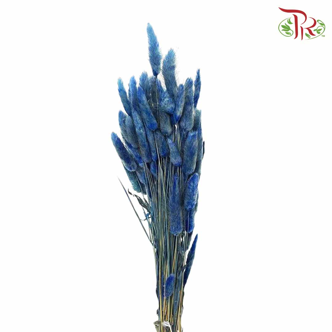 Dry Lagurus (Bunny Tails) - Blue - Pudu Ria Florist Southern