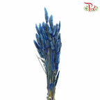 Dry Lagurus (Bunny Tails) - Blue - Pudu Ria Florist Southern