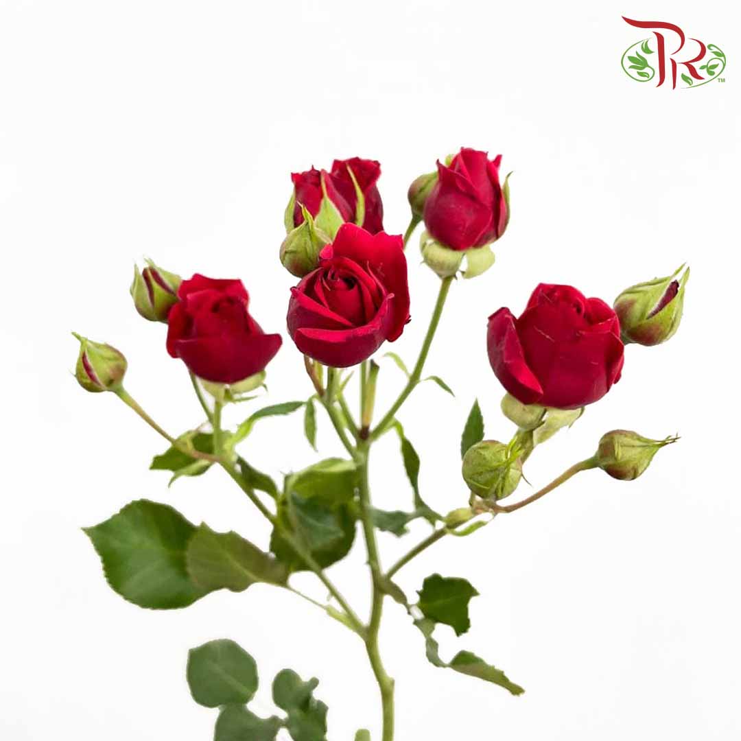 Rose Spray Red (8-10 Stems) - Pudu Ria Florist Southern