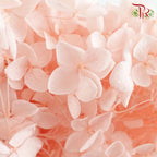 Preservative Hydrangea - Blush / Per Stem - Pudu Ria Florist Southern