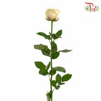 Rose Champagne (8-10 Stems) - Pudu Ria Florist Southern