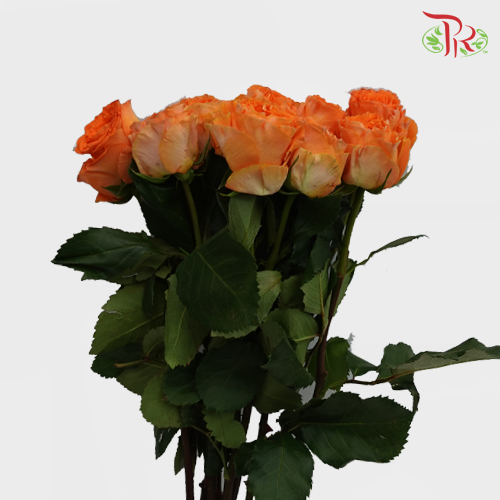 Rose Mariangela (8-10 Stems) - Pudu Ria Florist Southern