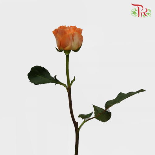 Rose Mariangela (8-10 Stems) - Pudu Ria Florist Southern