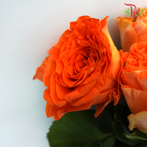 Rose Mariangela (8-10 Stems) - Pudu Ria Florist Southern