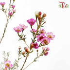 Wax Flower Purple - Pudu Ria Florist Southern