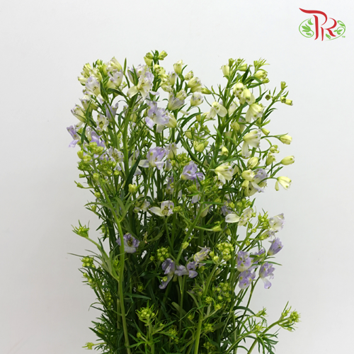 Delphinium Mini Purple - Pudu Ria Florist Southern