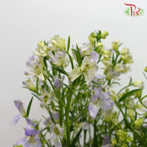 Delphinium Mini Purple - Pudu Ria Florist Southern