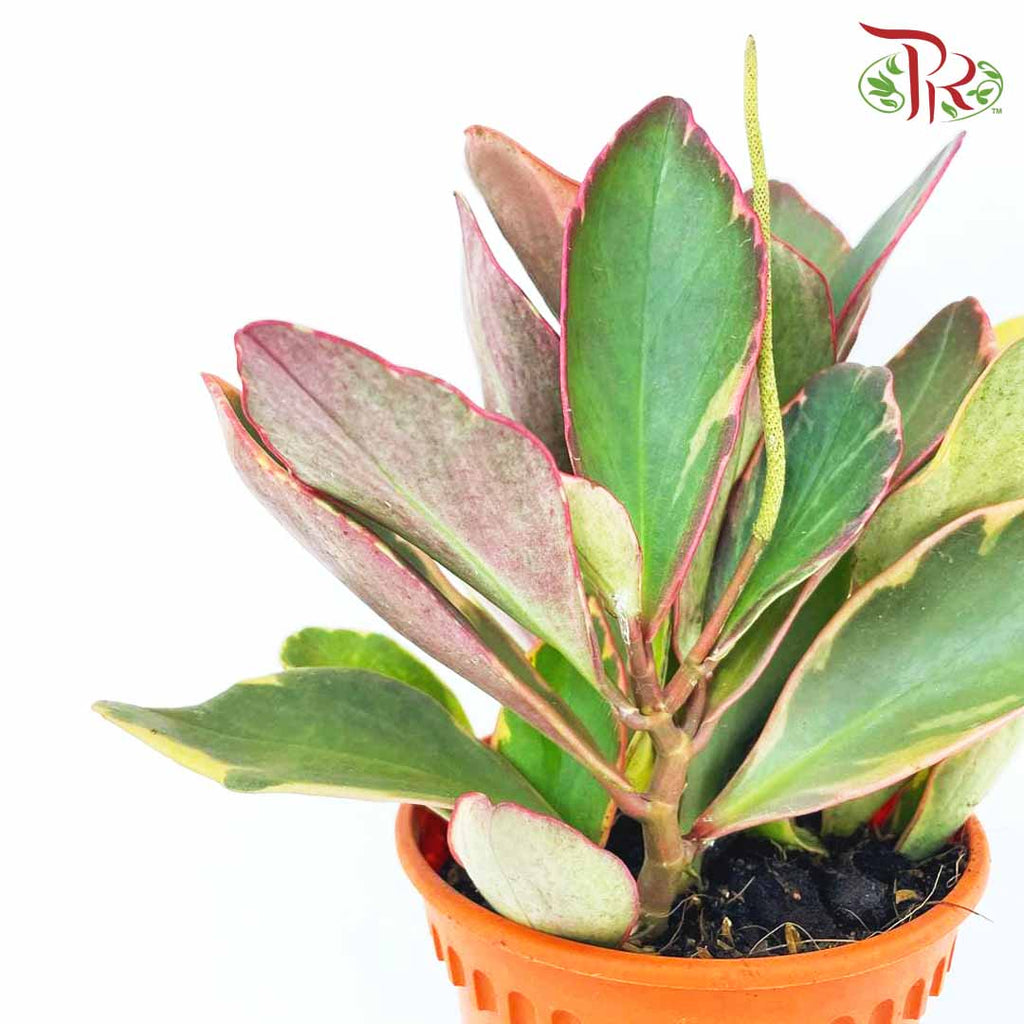 Peperomia Jewelry - Pudu Ria Florist Southern