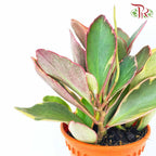 Peperomia Jewelry - Pudu Ria Florist Southern