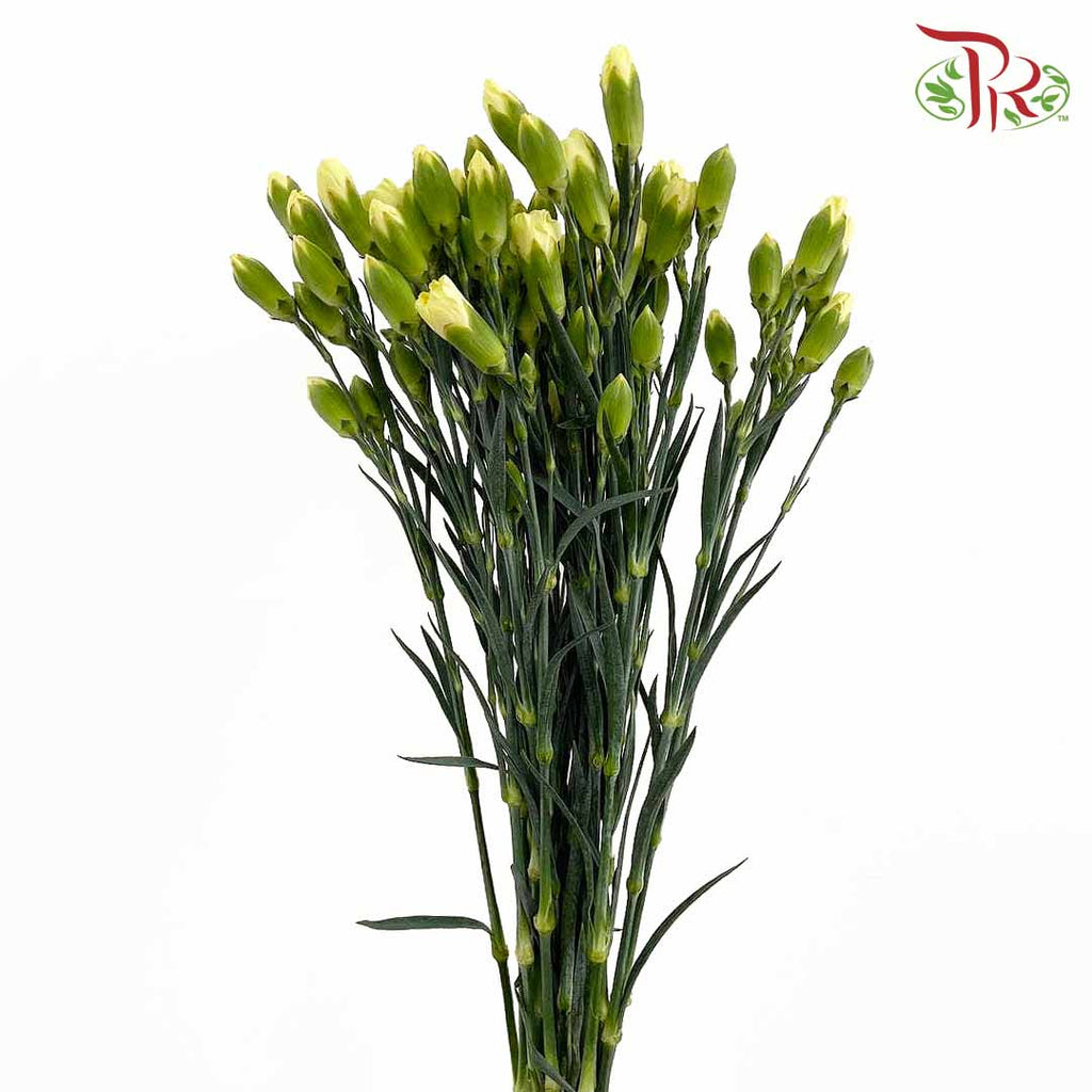Carnation Spray Yellow (18-20 Stems) - Pudu Ria Florist Southern