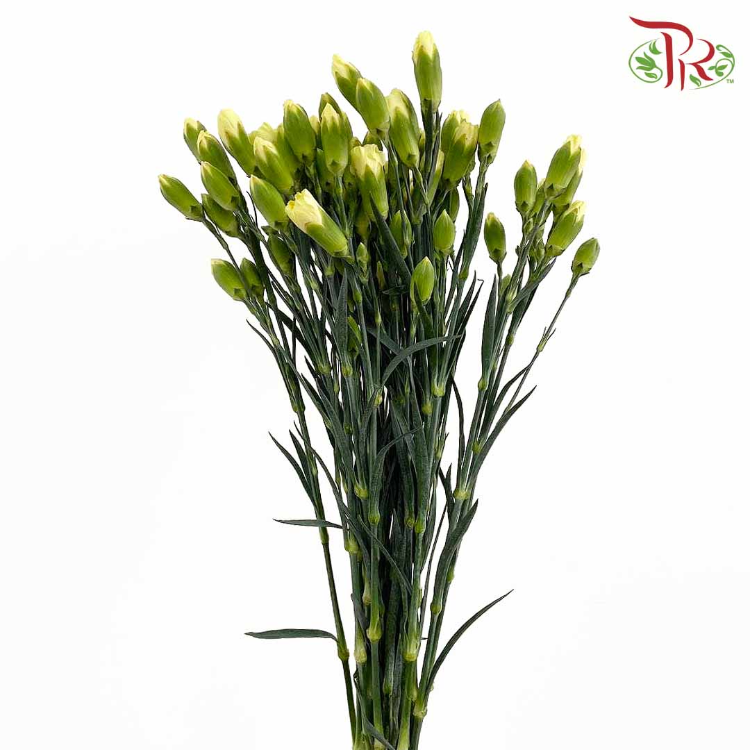 Carnation Spray Yellow (18-20 Stems) - Pudu Ria Florist Southern