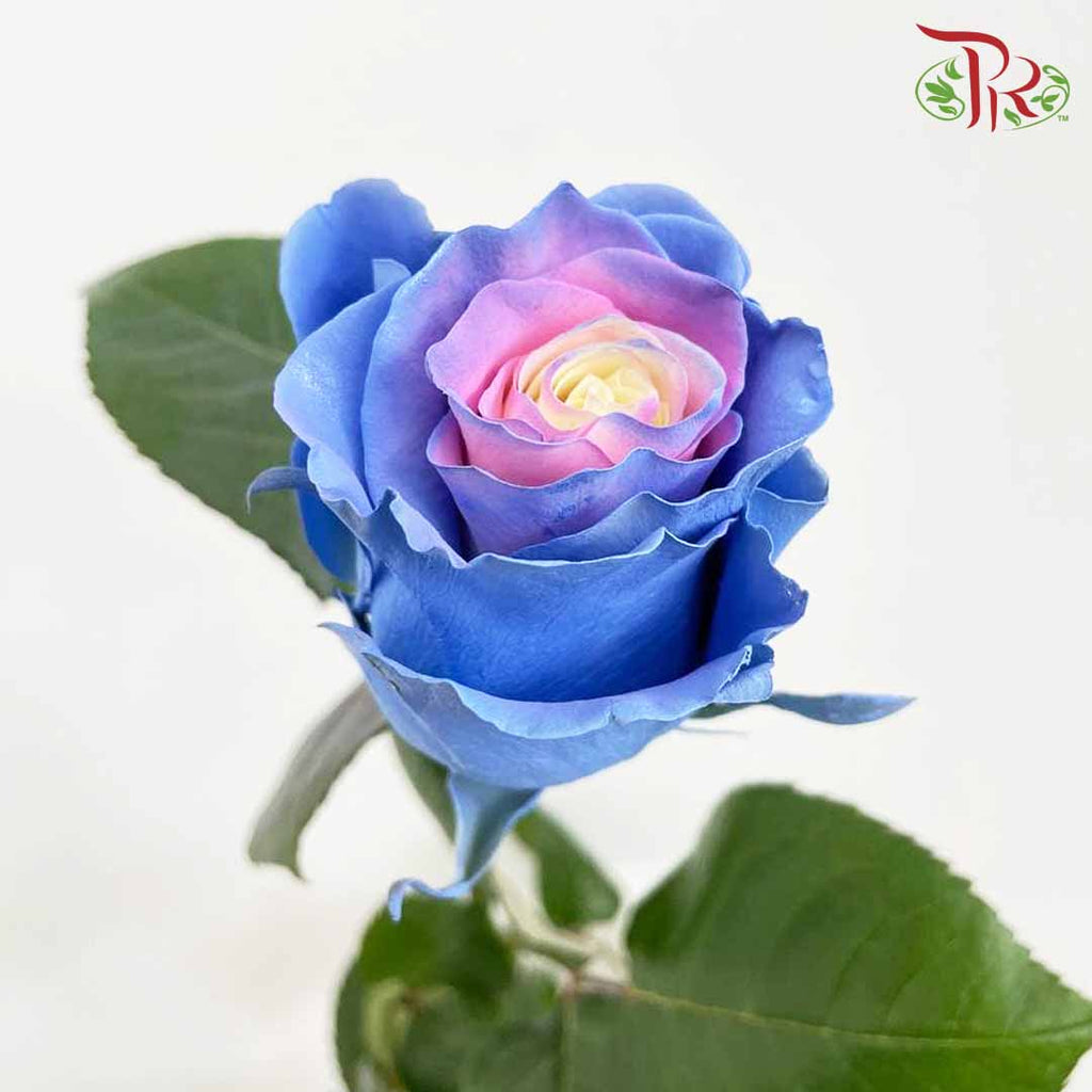 Rose Mondial Dyed Cotton Candy (8-10 Stems) - Pudu Ria Florist Southern