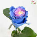 Rose Mondial Dyed Cotton Candy (8-10 Stems) - Pudu Ria Florist Southern