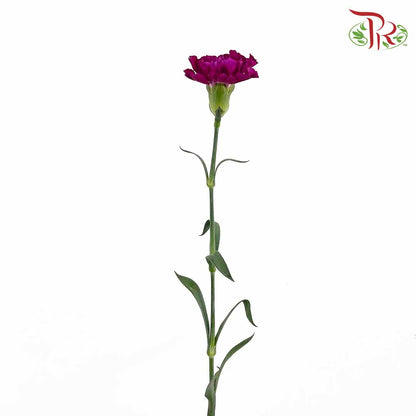 Carnation Purple (18-20 Stems) - Pudu Ria Florist Southern